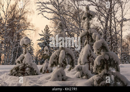 Schönen winter Blick kleine Bäume mit Schnee auf den Ästen und driftet im Wald bei Sonnenuntergang Fichte Stockfoto