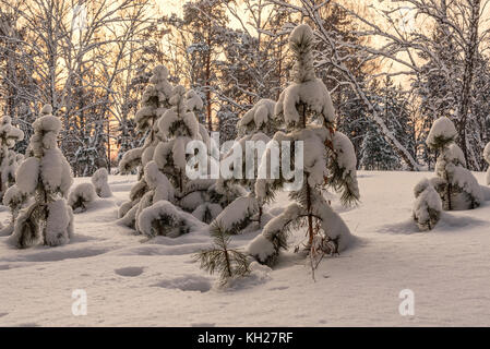 Schönen winter Blick kleine Bäume mit Schnee auf den Ästen und driftet im Wald bei Sonnenuntergang Fichte Stockfoto