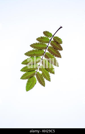 Nahaufnahme eines Rowan Blatt am Anfang Herbst Farbe auf einen einfachen Hintergrund zu zeigen Stockfoto