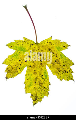 In der Nähe von Sycamore blatt Anfang Herbst Farbe auf weißem Hintergrund zu zeigen Stockfoto