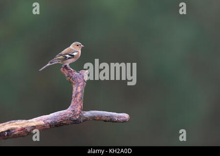 Einzelnen weiblichen Finch ruht auf Zweig Stockfoto