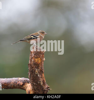 Einzelnen weiblichen Finch ruht auf Zweig Stockfoto