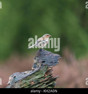 Einzelnen weiblichen Finch ruht auf Zweig Stockfoto