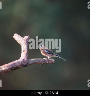 Einzelnen weiblichen Finch in Baumstamm Stockfoto