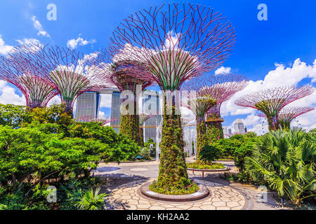 Singapore City, Singapur - Januar 8, 2016 Supertree Grove an der Gradens durch die Bucht. Stockfoto