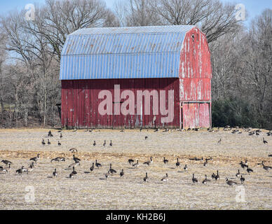 Eine alte verwitterte Red Barn sitzt in den Furchen des Feldes durch kanadische Gänse umgeben Stockfoto