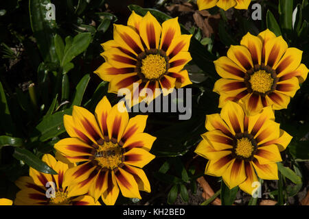 Gazania "tigerstreifen Blume in der Valley Gardens, Harrogate, North Yorkshire, England, UK. Stockfoto