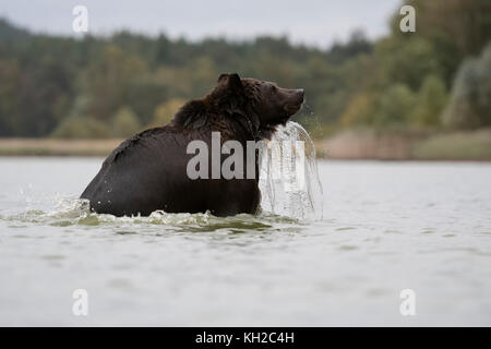 Braunbär / Braunbaer ( Ursus arctos ), erfrischend, baden, schwimmen, im See spielen, laufen, durch seichtes Wasser springen, Europa. Stockfoto