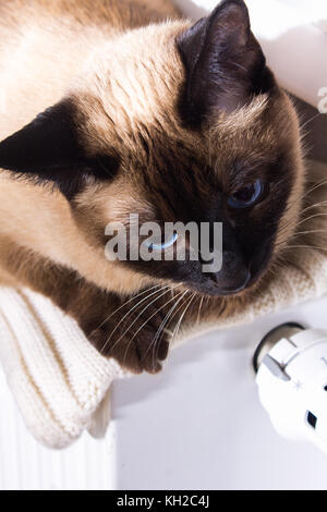 Eine Siam thai Katze liegt auf einem weißen cool Kühler in Erwartung von Wärme Stockfoto