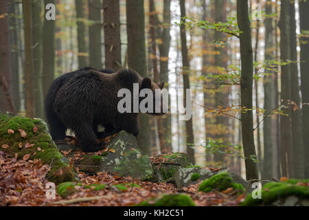 Europäische/Braunbaer Braunbär (Ursus arctos), junge Junge, das Erforschen ihrer Umgebung, stehend auf ein paar Felsen in einem herbstlich gefärbten Wald, Europa. Stockfoto