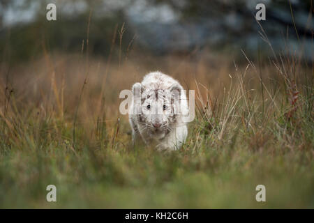 Königlicher Bengaltiger ( Panthera tigris ), weißes Tier, heimlich schleichendes durch das hohe Gras der Wiese, Frontalschuss, tiefer Blickwinkel. Stockfoto