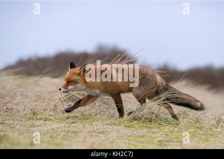 Red Fox/Rotfuchs (Vulpes vulpes) Jagd in offenes Grasland, über einen kleinen Hügel läuft, bestimmt, auf etwas, Wildlife, Europa gerichtet. Stockfoto