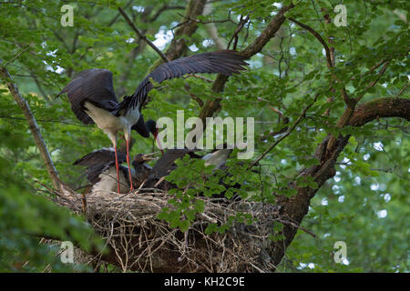 Schwarzstorch (Ciconia nigra) bei ihrem Nistplatz nach Fütterung der Küken, hoch oben in einem riesigen alten Buche, verborgen, geheimnisvoll, Wildlife, Europa. Stockfoto