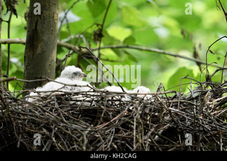 Sperber/Sperber (accipiter Nisus), frisch geschlüpften Küken ruht in ihrem Nest in einem Laubbaum, Wildlife, Europa. Stockfoto