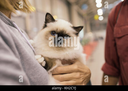 Nette junge Heilige Birma Katze in den Armen einer Frau. Stockfoto