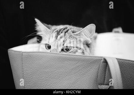 Süße Katze Außerhalb suchen von innen Tasche. Stockfoto