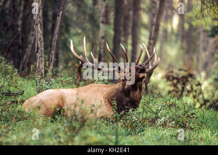 Bullenelche oder Wapiti während der Herbstrute in Alberta Kanada Stockfoto