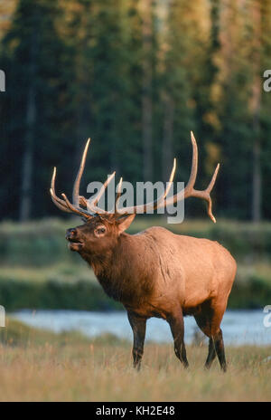 Bullenelche oder Wapiti während der Herbstrute in Alberta Kanada Stockfoto