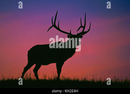 Bullenelche oder Wapiti während der Herbstrute in Alberta Kanada Stockfoto