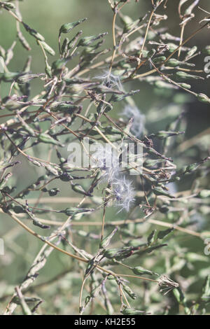 Fluff Löwenzahn in grüne Zweige hängen, Hintergrund in Unschärfe. Stockfoto