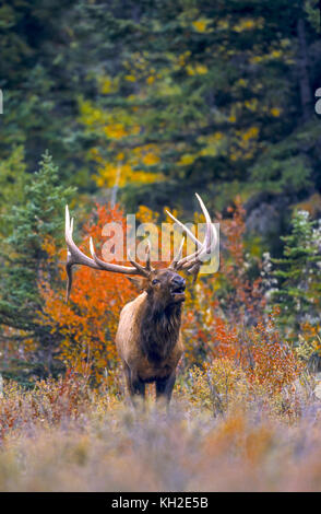 Bullenelche oder Wapiti während der Herbstrute in Alberta Kanada Stockfoto