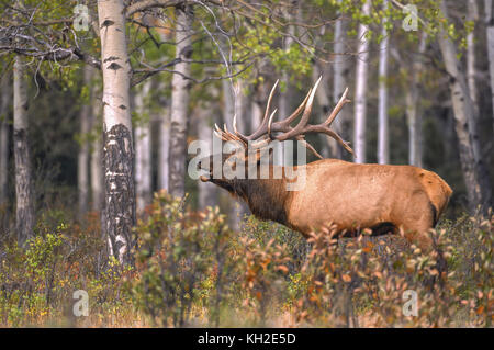 Bullenelche oder Wapiti während der Herbstrute in Alberta Kanada Stockfoto