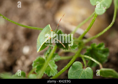 Close-up von Kopf und Augen des südlichen Grün stinken Bug, klettern die dünnen Stamm von kleinen Unkraut ist. Nach Vorbild der Nezara viridula. Stockfoto