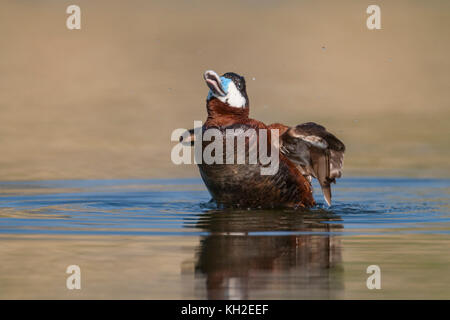 Ruddy Ente drake im Zuchtgefieder Stockfoto