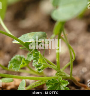 Schönheit grüne Wanze zu Fuß über die dünne Stiele von winzigen Unkraut im Garten. Makro des Nezara viridula, südlichen Grün stinken Bug (oder shield Bug) Stockfoto