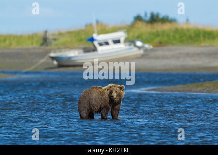 Alaskan Brown bear in der Nähe von Ocean in Lake Clark National Park, Stockfoto