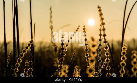 Segge Gras mit weichen Rime und aufgehende Sonne. carex echinata. Abstrakte künstlerische Szene mit Silhouetten von Pflanzen bei Sonnenaufgang. kleine Tiefe der Schärfe. Stockfoto