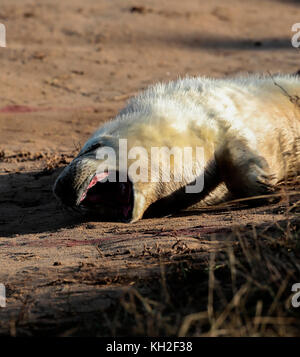 Grau seal Pup (halicheorus grypus) Stockfoto