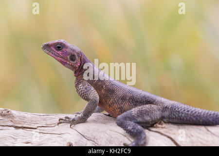 Mwanza Flachbild-headed rock Agama, Serengeti National Park, Tansania. Stockfoto