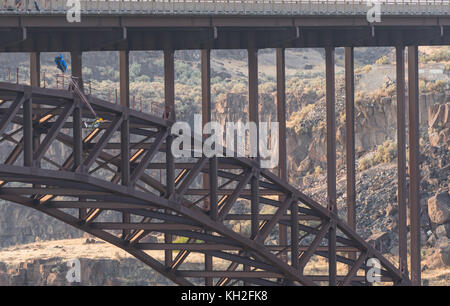 Base Jumper Sprünge von Perrine Bridge in Twin Falls, Idaho Stockfoto