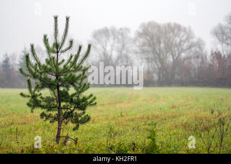 Kleine einsame Kiefer stehend auf dem Feld bei Nebel Stockfoto