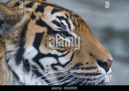 Sumatra Tiger Kopf Nahaufnahme Stockfoto