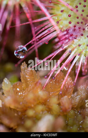 Sonnentau rotundifolia in Sphagnum in den Highlands von Schottland Moor. Stockfoto