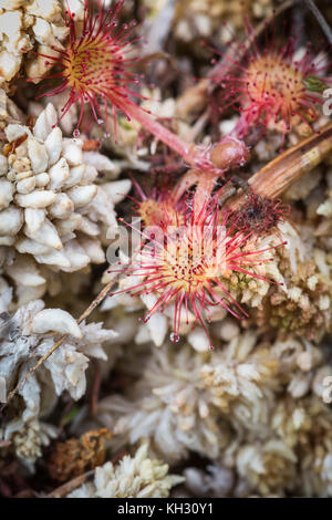 Sonnentau rotundifolia in Sphagnum in den Highlands von Schottland Moor. Stockfoto