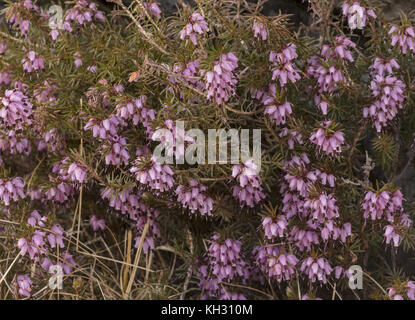 Winter Heide, Erica Dryas, in Blüte im Frühjahr in den Schweizer Alpen. Stockfoto