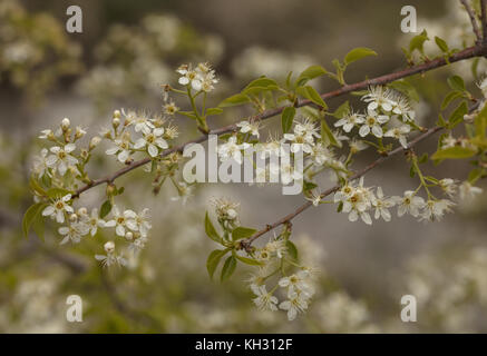 St. Lucie cherry, Prunus Common, Common box, St Lucie's Kirsche, Stockfoto