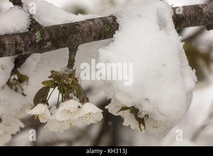 Wilde Kirsche, Prunus avium, blossom nach Frühling Schneefall. Stockfoto