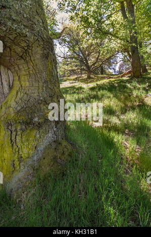 Eichen am Loch Pityoulish in den Highlands von Schottland. Stockfoto