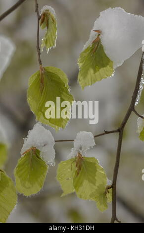 Frische Buche Blätter nach Frühling Schneesturm und Frost. Stockfoto