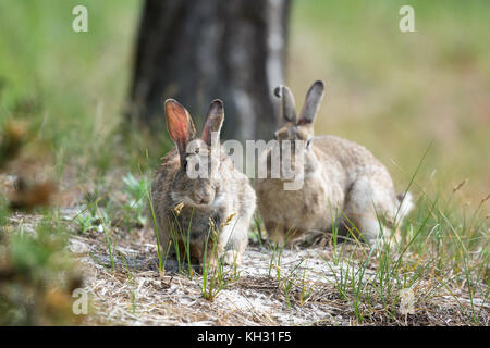 Gemeinsame europäische Kaninchen in Sanddünen Stockfoto