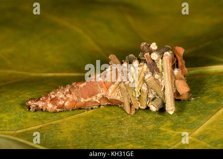 Abbot's Bagworm, Oiketicus abbotii, weiblich in Larven Beutel oder Sack. Stockfoto