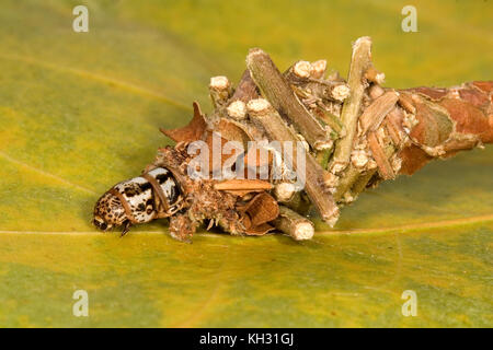 Abbot's Bagworm, Oiketicus abbotii, weiblich in Larven Beutel oder Sack. Stockfoto