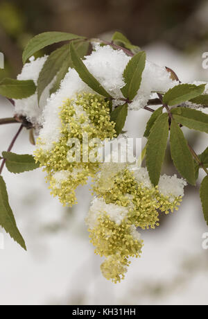 Traubenholunders, Sambucus racemosa, in der Blume im Frühling Schnee - Sturm. Kroatien. Stockfoto