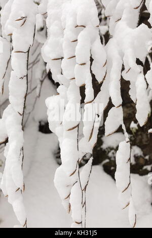 Knospen der Buche im Frühjahr, mit Schnee bedeckt. Stockfoto