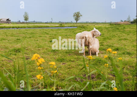 Holländische Landschaft mit Schafen und Lämmern in der Nähe des Flusses Stockfoto