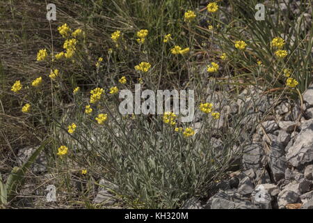 Eine gelbe Kreuzblütler, Aurinia sinuata, Alyssoides Linearis, in Blüte und Früchte; auf Kalkstein, Kroatien. Stockfoto
